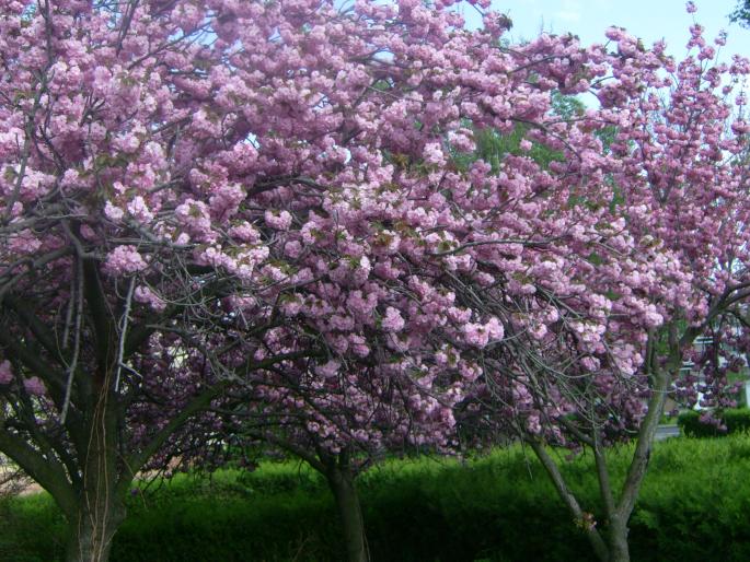 lalele 038; un copac ornamental 

