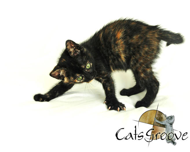 cats funnys 21 - Concurs CATS FAUNNY 1