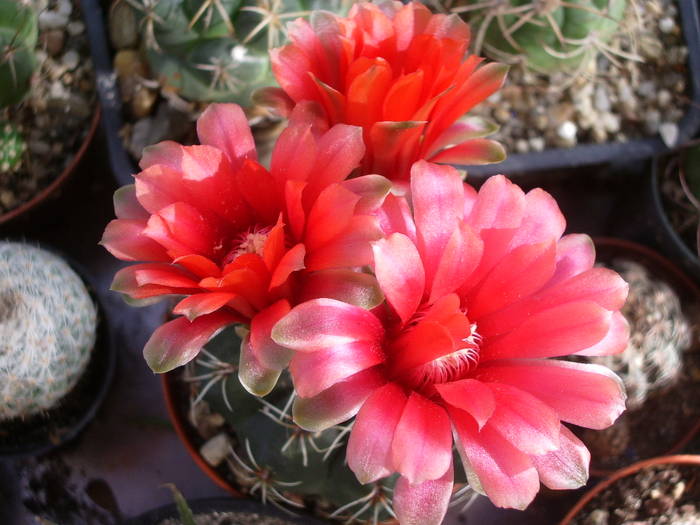 Gymnocalycium baldianum