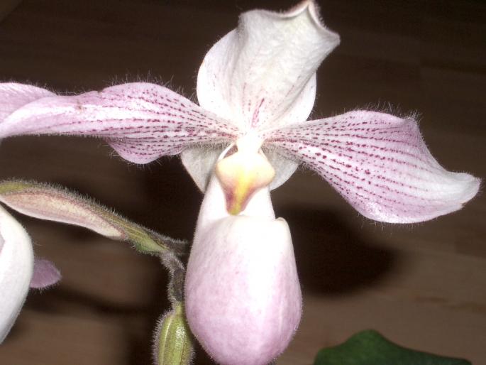 paphiopedilum - orhidee