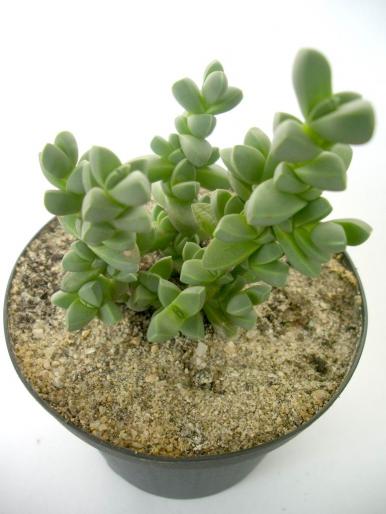 Delosperma lehmanii - Suculente