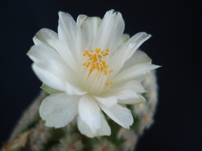 Mammillaria theresae var. albiflora
