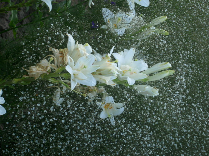 DSCI0636 - flori din gradina mea