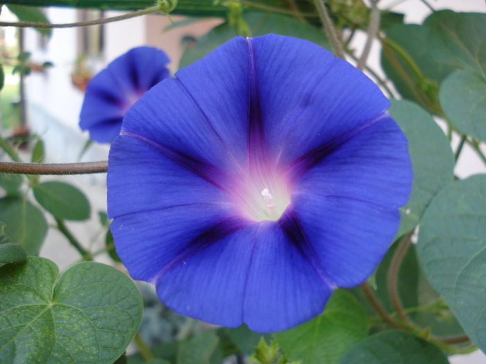 Blue Morning Glory (2009, Aug.25) Blue Morning Glory (2009, Aug.25)