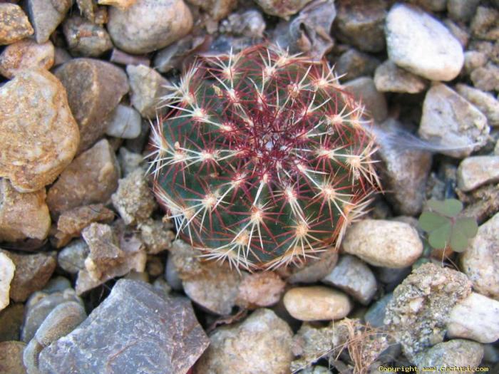 echinocereus_viridiflorus_01_