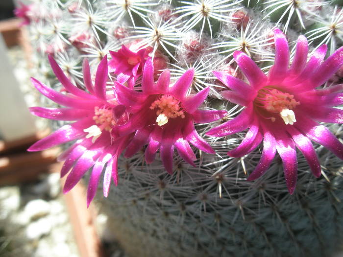 Mammillaria supertexta - flori - 9.05