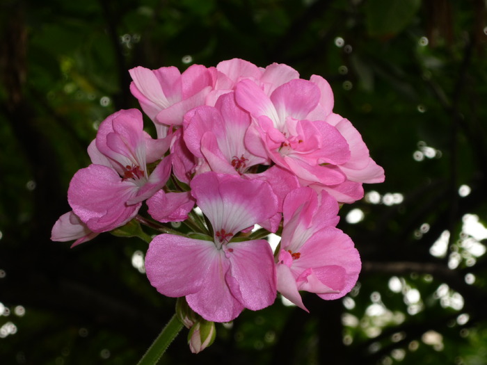 P1010399