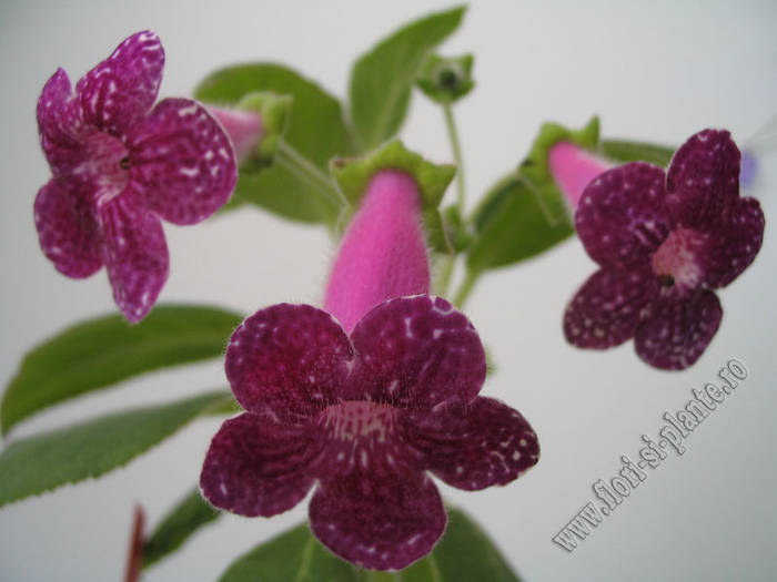 Kohleria Karl Lindberg 8