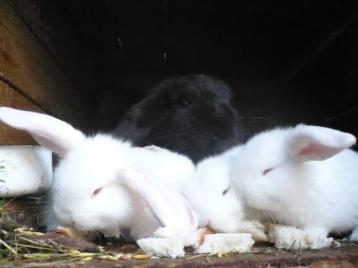 poze iepuri 2504 554 - femele cu pui din 1-10 iunie actuali