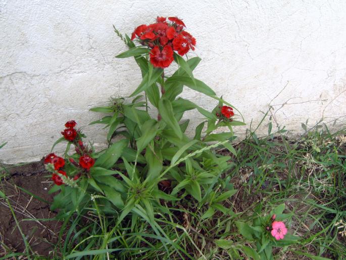 garofite - Plantele mele de terasa si exterior