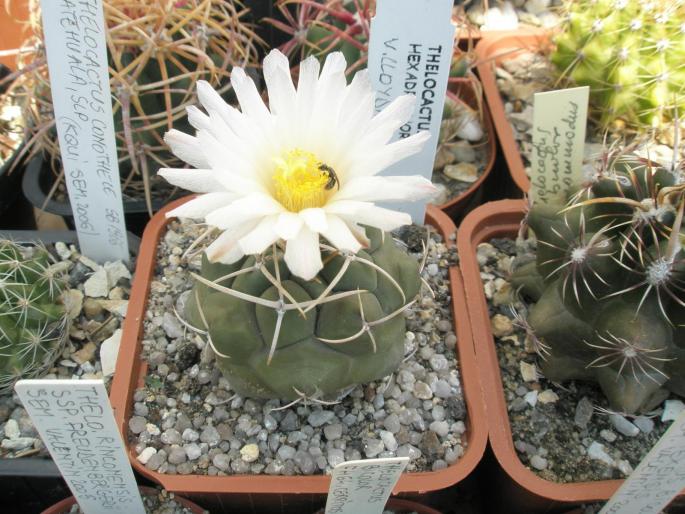 Thelocactus hexadrophorus v. lloydii