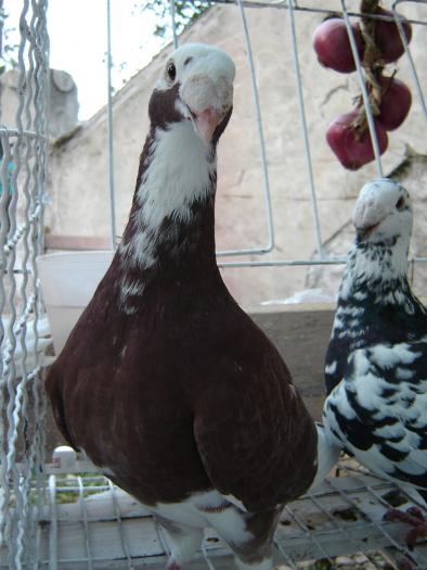 pigeon - Expo Agraria 2006 Alba Iulia