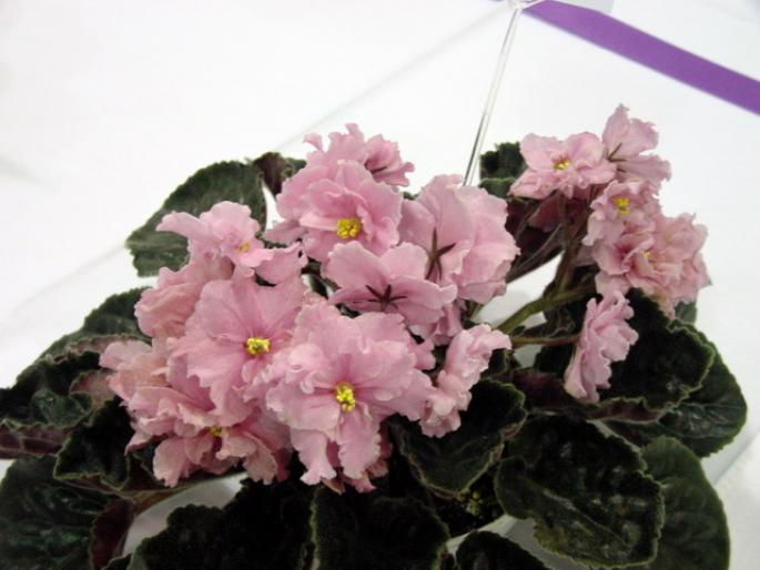 Southern_Delight_2005avsa - violete de pe net 1
