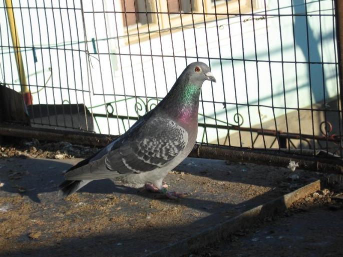 Picture 055 - Porumbei de zbor