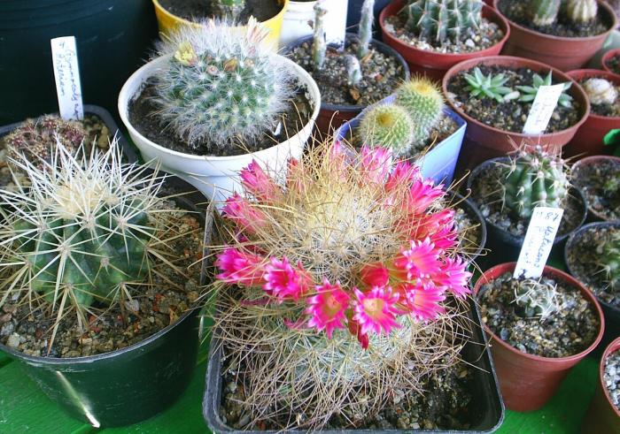 Mammillaria Rekoi v.Leptacanta