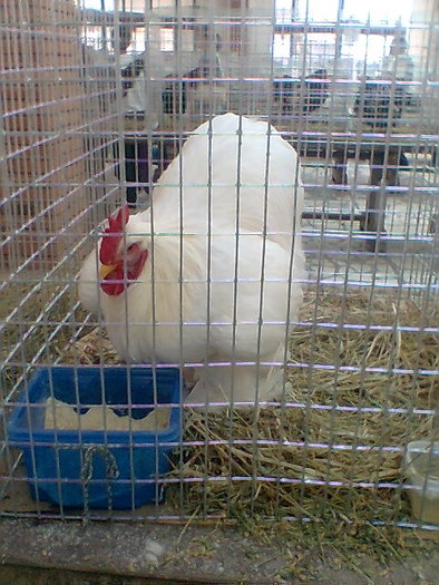 Imag319 - EXPOZITIE DE ANIMALE SI PASARI DE RASA