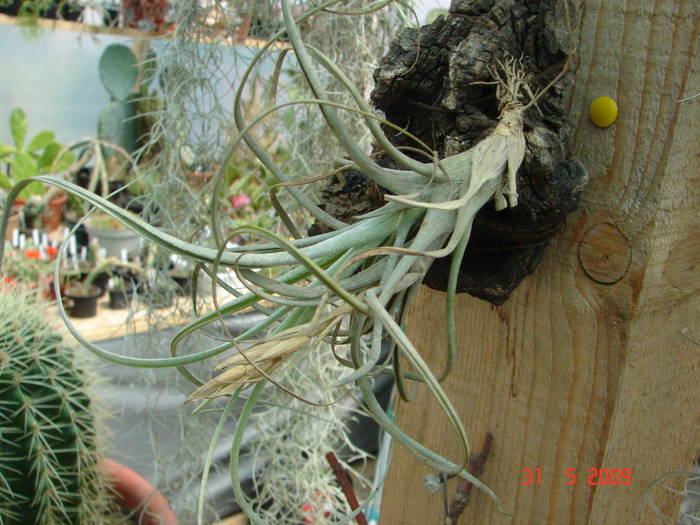 DSC05922 - Tillandsia