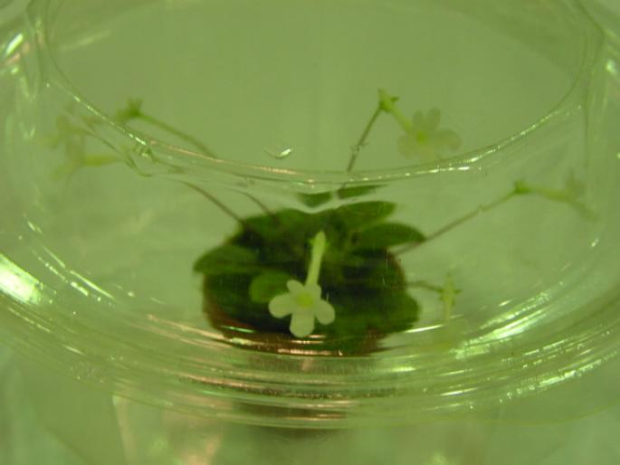 Sinn_pusilla_White_Sprite_2005avsa