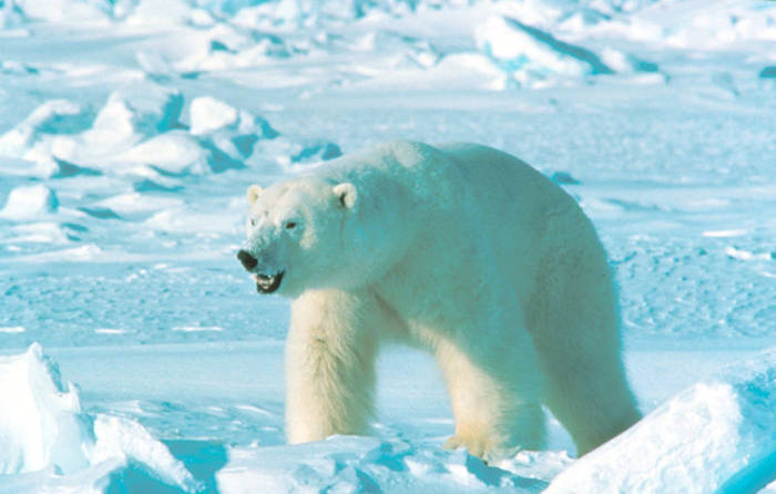 polar-bear-2 - Polar BEARS