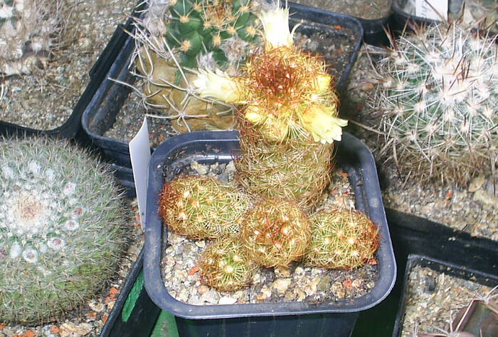 Mammillaria elongata ssp. anguinea