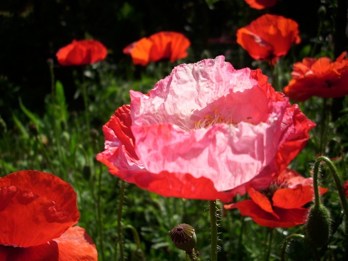 DSCI0428 - flori din gradina mea