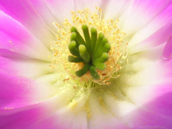 Echinocereus pentalophus - detaliu floare - Echinocereus