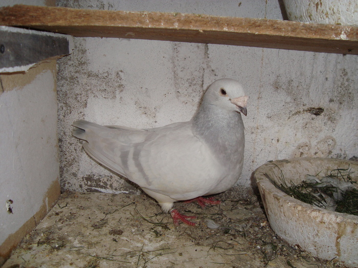 DSC08994 - voiajori standard poze 2009