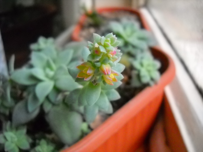 Echeveria 17.01.2010