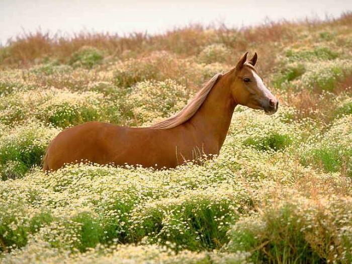 HORSE221