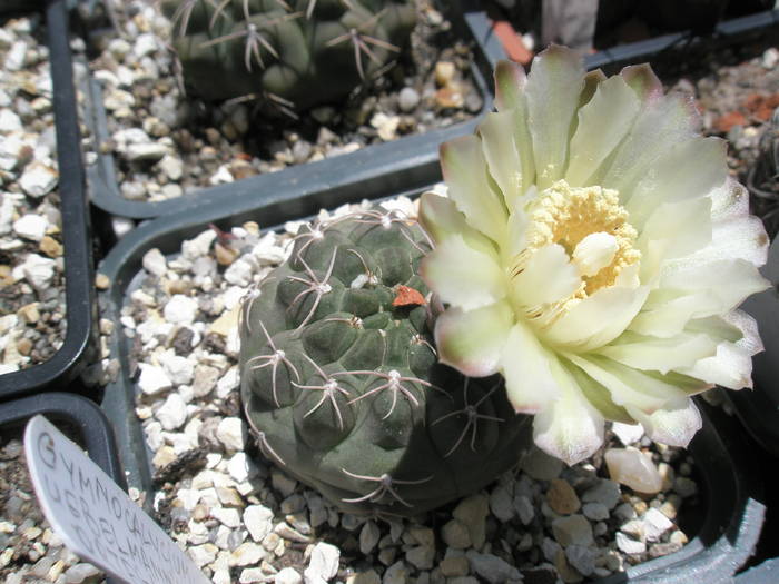 Gymnocalycium uebelmannianum - 09.06