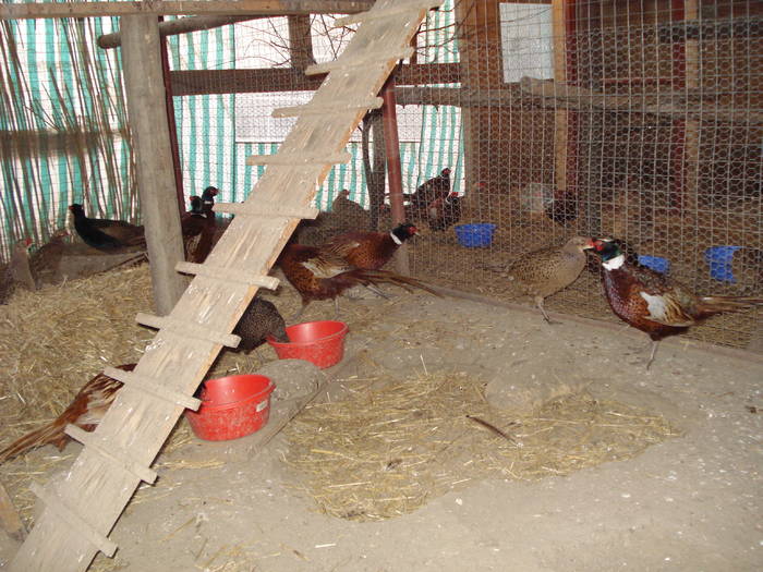 DSC02258 - 5-FAZANI-2
