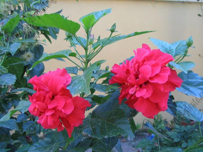 Hibiscus rosu involt1