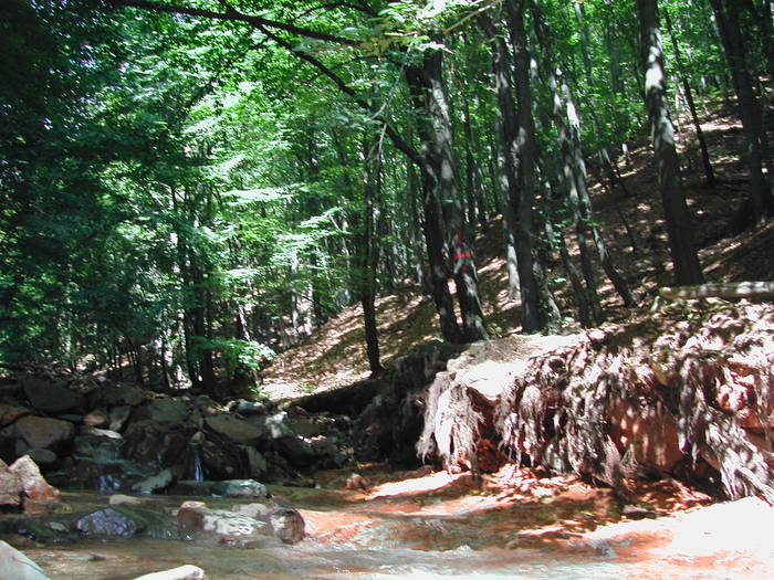 Picture 221 - Firiza