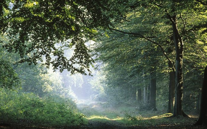 Springtime-Forest-in-Germany