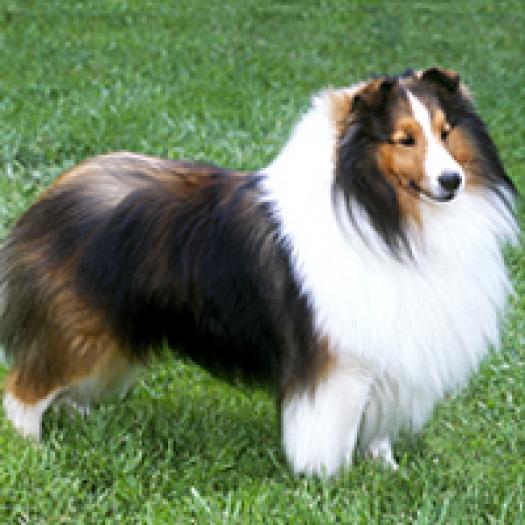 ciobanesc-de-shetland-sheltie-001 - caini