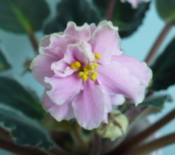 Rose Marie - detaliu floare