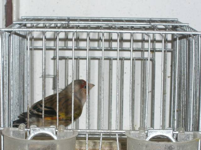 CIMG0856 - canari de postura de culoare side cantec