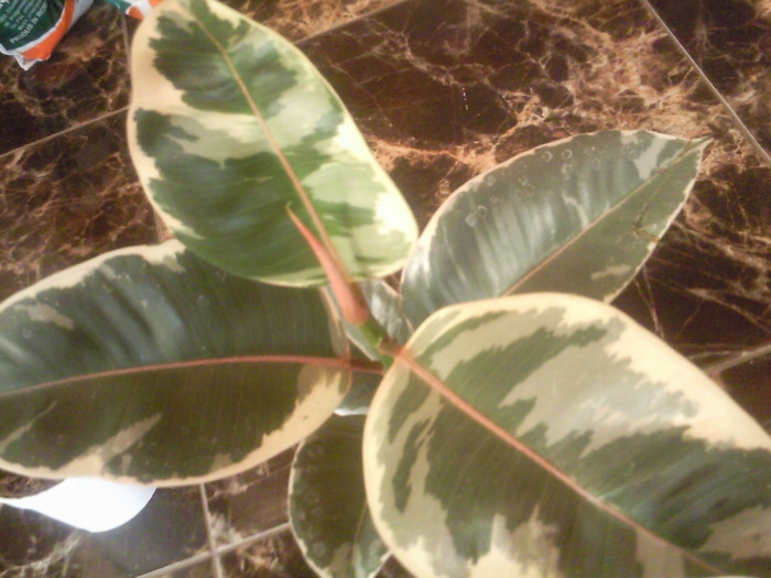 ficus