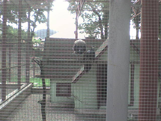 pauni - poze parcul zoologic piatra neamt
