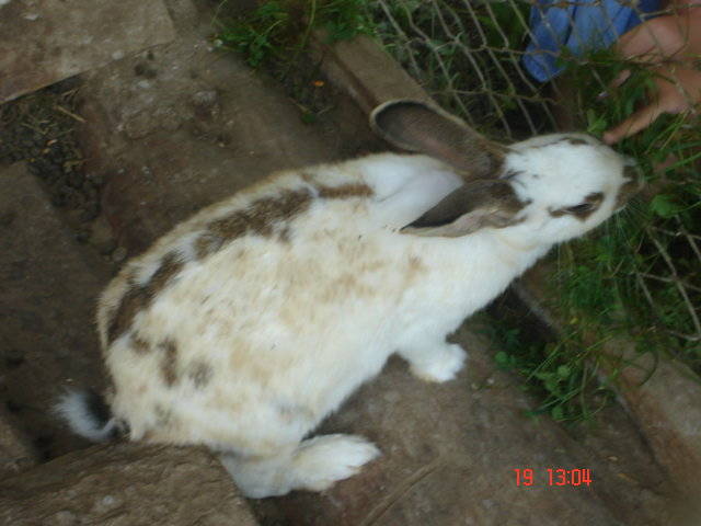Sighisoara Aug.2006 189