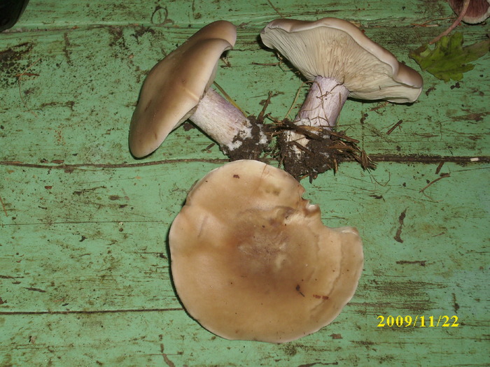 DSCI2637 - bureti si ciuperci