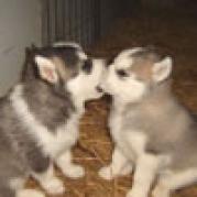 catei - Animalute dragute