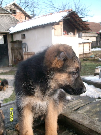 catei ciobanesc german - ciobanesc german