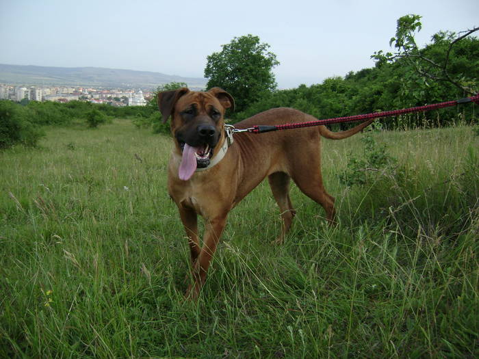 TOSA INU TESSA female 19 months TOSA INU TESSA female 19 months