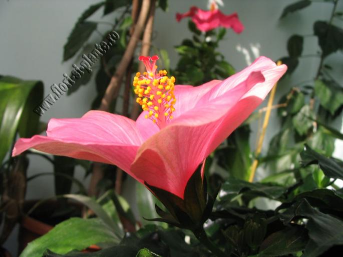 Hibiscus roz fondant - Hibiscus