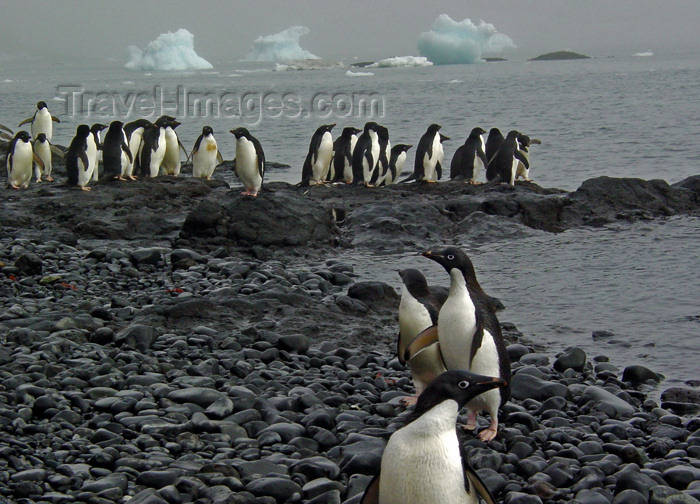 antarctica30[1] - Antarctica photo