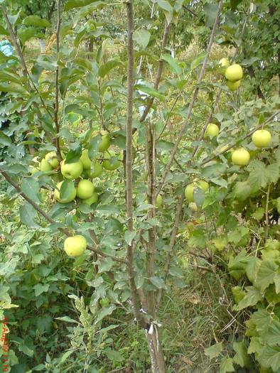 DSC00801 - Flori 2010