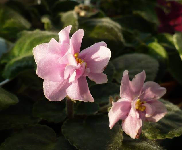 Rose Marie - Saintpaulia - violete de camera