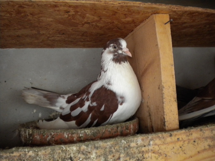 Picture 187 - Raicu 1