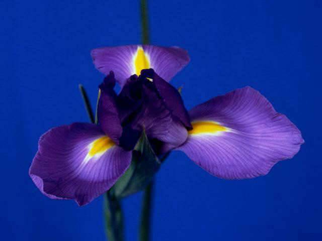 Dutch Iris - poze cu plante